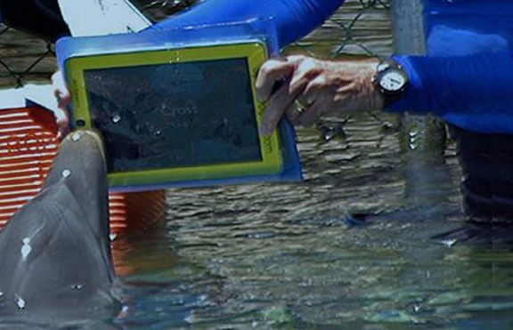 Делфин се учи да комуникира с хората чрез iPad