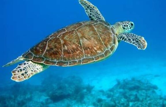 Костенурка намира камера във водата и започва да се самоснима (+клип)