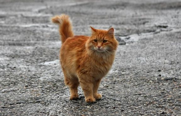 Котарак краде, за да зарадва стопаните си 