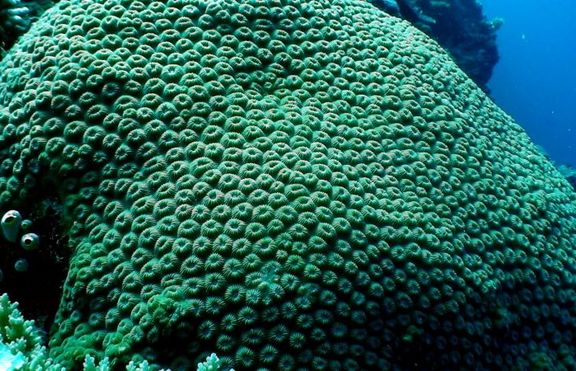 Коралът в Червено море ще спре да расте през 2070г.