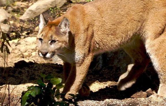 Пума (puma concolor)