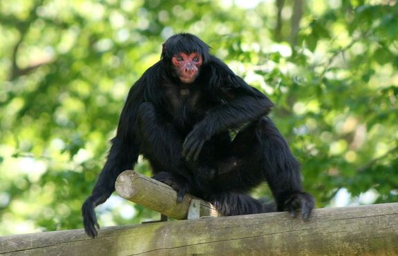 Черна паякообразна маймуна (ateles paniscus)