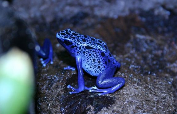 Синя отровна жаба (Dendrobates azureus)