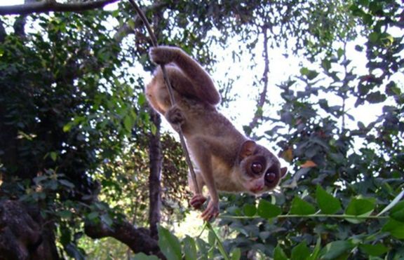 Дебело Лори Джудже (Nycticebus pygmaeus)