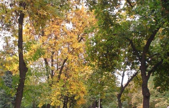 Разходките сред природата са особено полезни