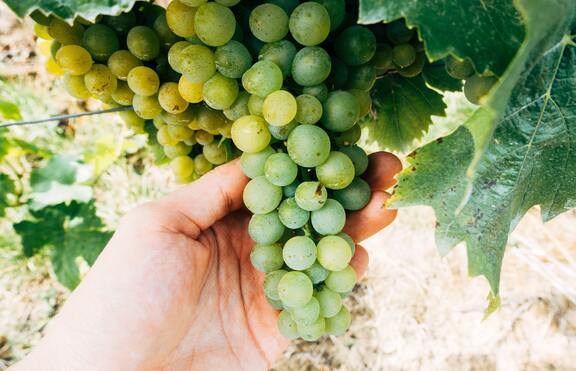 Яденето на грозде удължава живота с 5 години Ново проучване установява