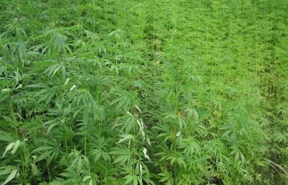 Продавачката-наркодилър освободена срещу 500 лева гаранция
