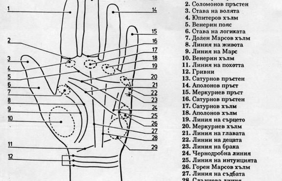 Какво показват линиите на вашата длан?