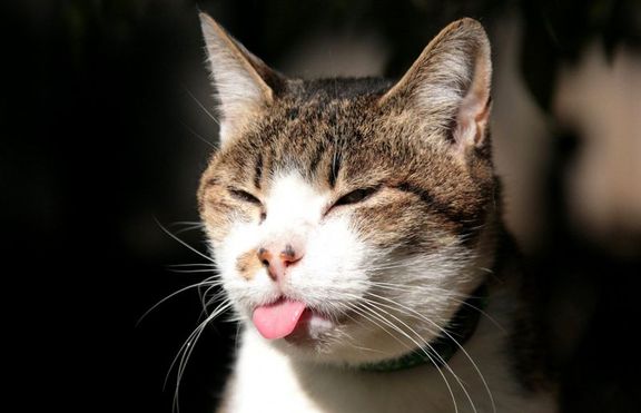 Котка обикаля света