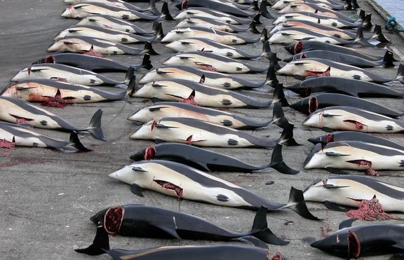 Япония затяга колана на пиратите китоубийци