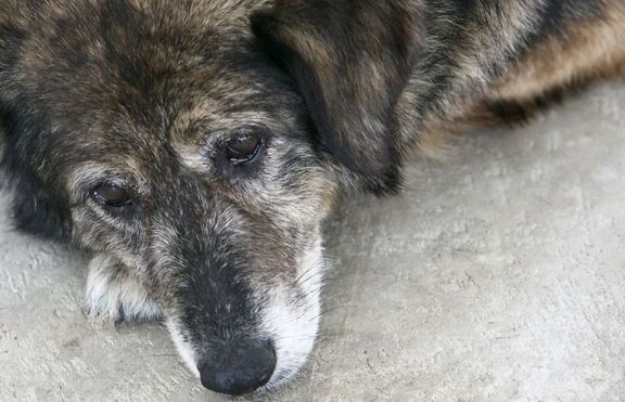 500лв. за мъжа, който уби куче в Първомай с чук по главата