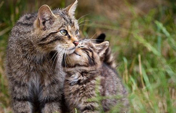 Котешкият майчински инстинкт е силно развит (+ видео)
