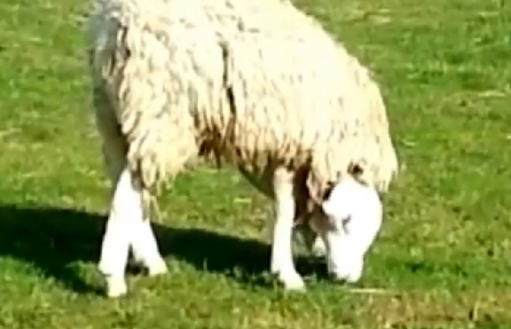 Овца с вродена аномалия – хит в интернет (+видео)