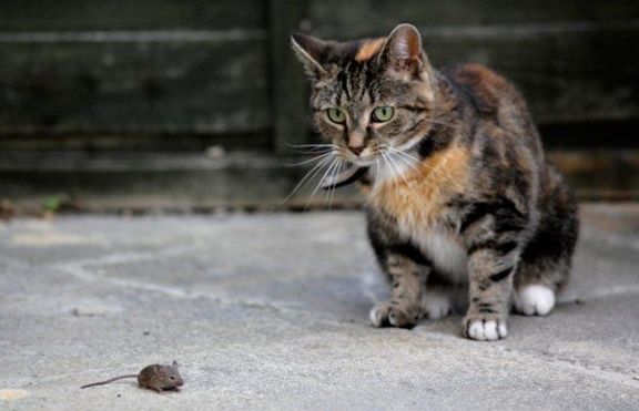 Коте хвана мишле и го пусна да си върви без една драскотина (+ снимка)