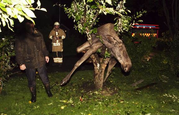 Спасиха пиян лос, заклещен в ябълково дърво 