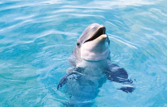 Делфините разбират какво е смъртта и тъгуват за близките си