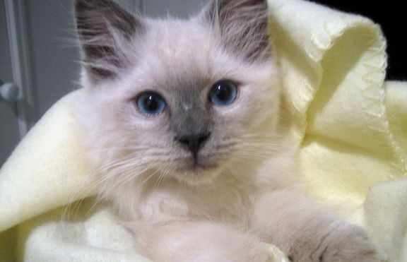 Котка спаси стопанина си от пожар 