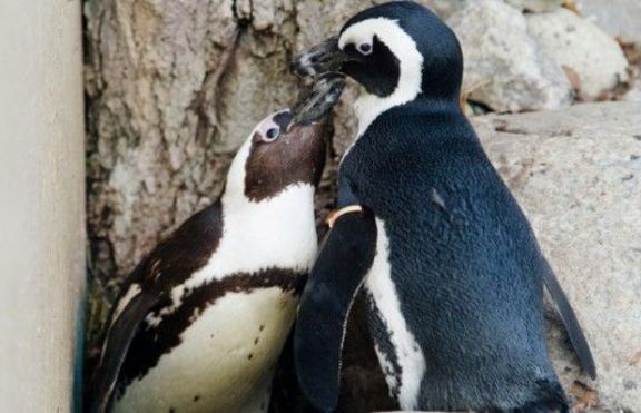 Разделят гей двойка пингвини