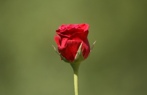 Легенди и факти за розата