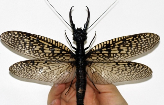 Откриха най-голямото насекомо в света