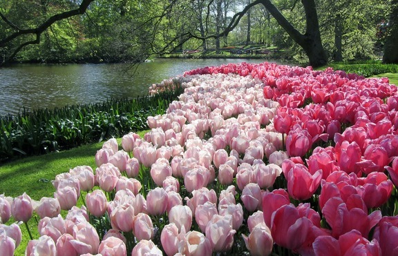 Холандия: Раят на цветята