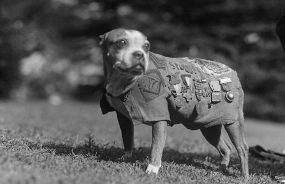 Смелият  Стъби – първото куче-войник в американската армия