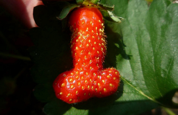 Жена откри в градината си ягода с формата на ... пенис