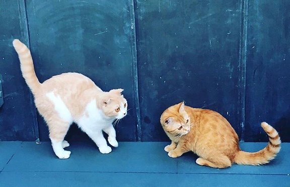 Котките на Ед Шийрън вече имат Instagram