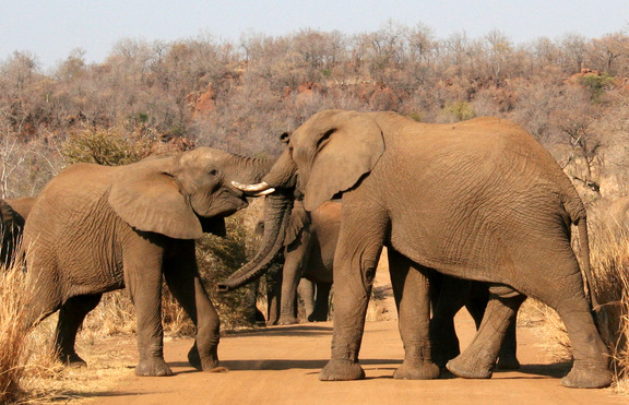 Пияни слонове нападнаха индийско селище