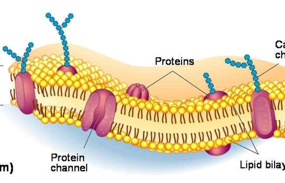 Функции на цитоплазматичната мембрана при микроорганизмите