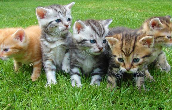 9 факта за котките