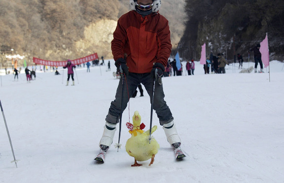 Костенурка изпревари заек на състезание по ски (+ снимки)