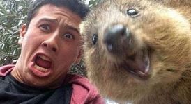 Сладурски selfie-та с куока